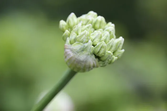 Framed Print : Bud of Black Garlic or Flowering Onion -Allium nigrum-, North Rhine-Westphalia, Germany Framed Print : Bud of Black Garlic or Flowering Onion -Allium nigrum-, North Rhine-Westphalia, Germany