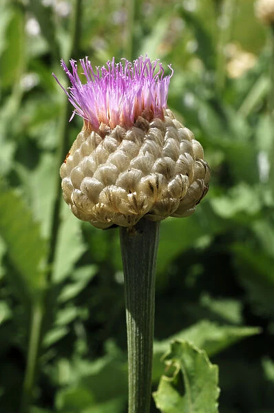 Bud of a Persian Cornflower -Centaurea dealbata-