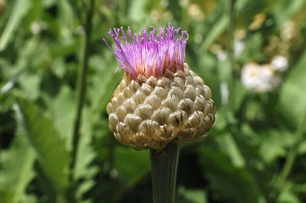 Bud of a Persian Cornflower -Centaurea dealbata-