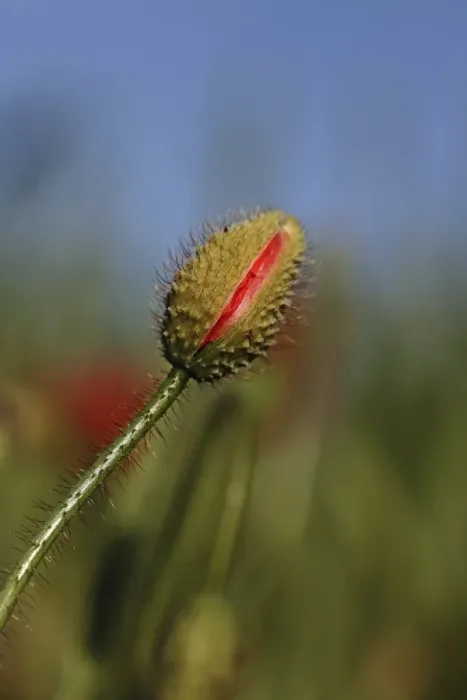 Framed Print : Bud of a poppy -Papaver sp. -