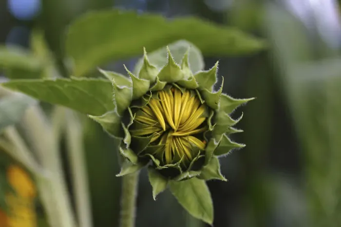 Framed Print : Bud of a sunflower -Helianthus annuus-, emerging Framed Print : Bud of a sunflower -Helianthus annuus-, emerging