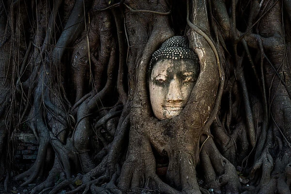 Buddha head Thailand