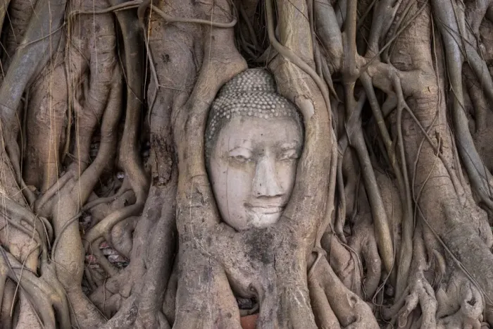 Framed Print : Buddha head in tree roots Framed Print : Buddha head in tree roots