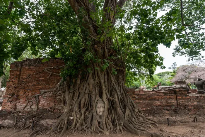 Framed Print : Buddha head in tree roots Framed Print : Buddha head in tree roots