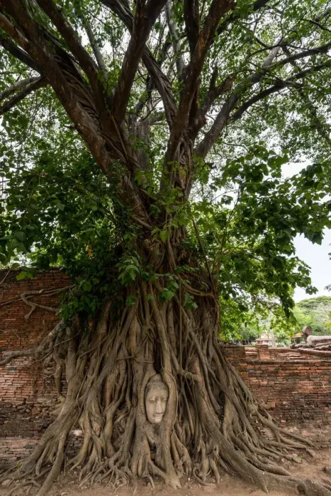 Framed Print : Buddha head in tree roots Framed Print : Buddha head in tree roots