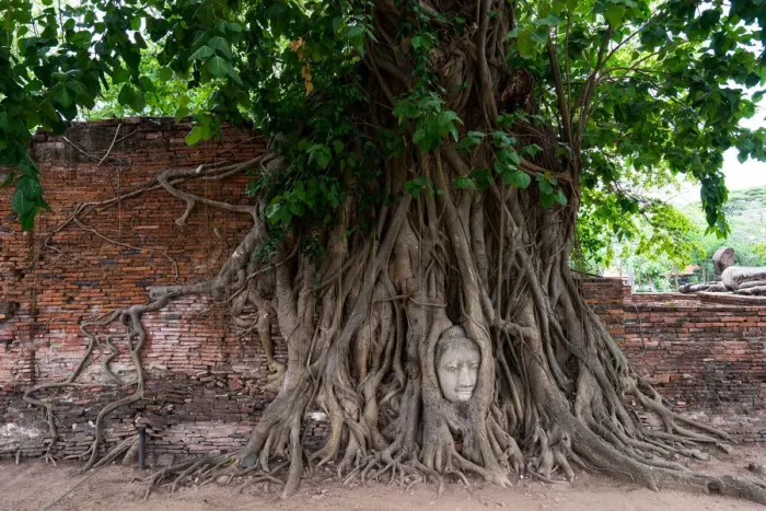 Framed Print : Buddha head in tree roots Framed Print : Buddha head in tree roots