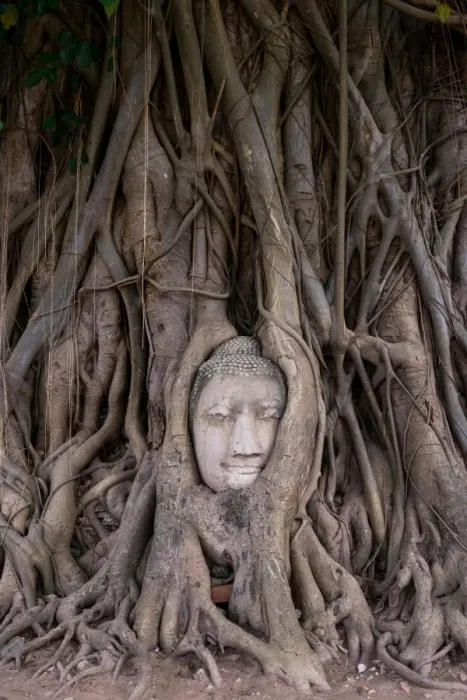 Framed Print : Buddha head in tree roots Framed Print : Buddha head in tree roots