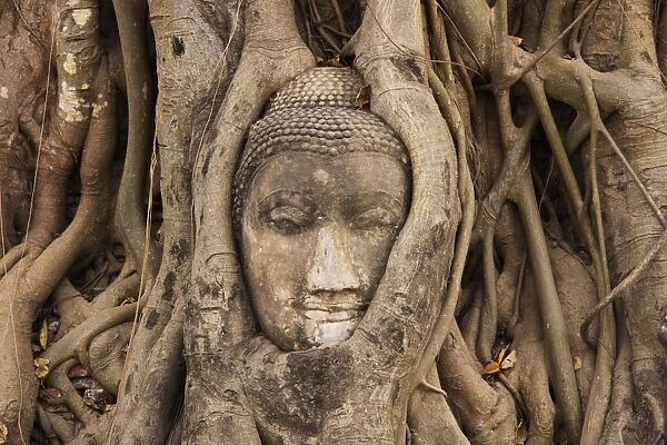 Buddha Head in Tree Roots at the Entrace of Ayutthaya Wat Mahathat