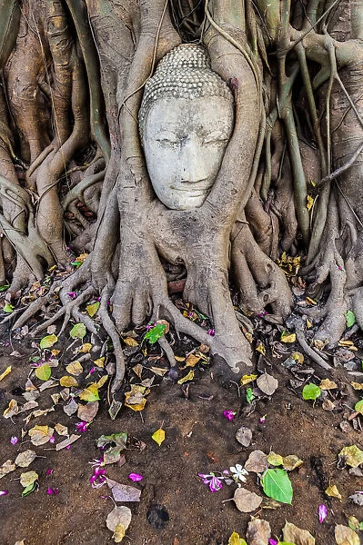 Buddha Head in Tree Roots, Wat Mahathat, Ayutthaya
