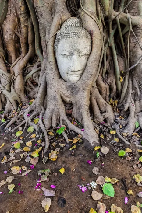 Framed Print : Buddha Head in Tree Roots, Wat Mahathat, Ayutthaya Framed Print : Buddha Head in Tree Roots, Wat Mahathat, Ayutthaya