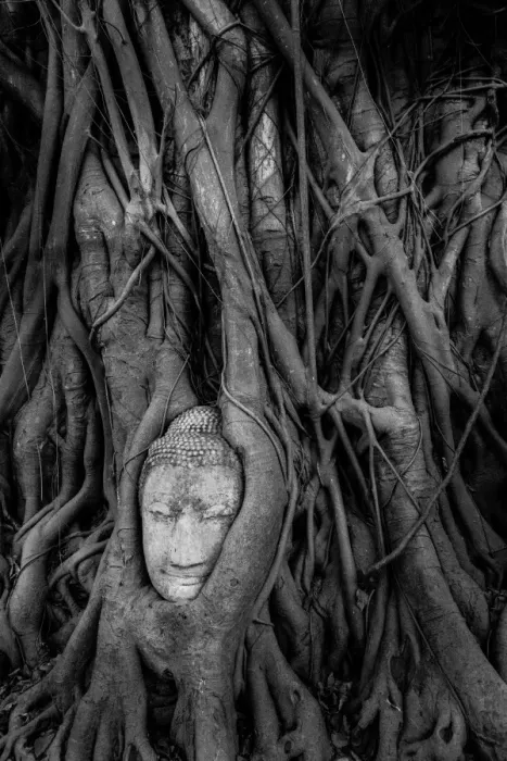 Framed Print : Buddha Head in Tree Roots, Wat Mahathat, Ayutthaya Framed Print : Buddha Head in Tree Roots, Wat Mahathat, Ayutthaya