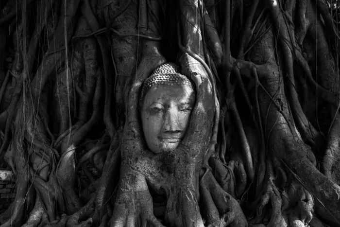 Framed Print : Buddha Head in Tree Roots, Wat Mahathat, Ayutthaya Framed Print : Buddha Head in Tree Roots, Wat Mahathat, Ayutthaya