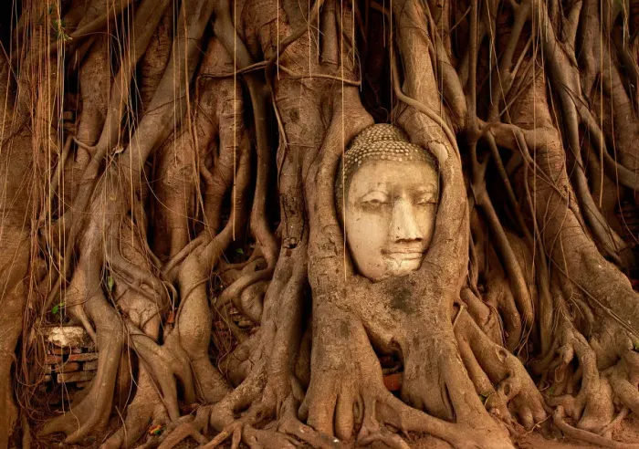 Framed Print : The Buddha Tree Framed Print : The Buddha Tree