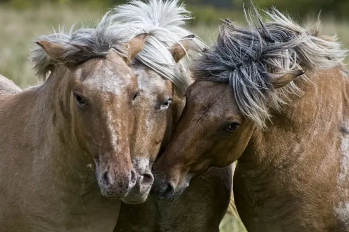 Framed Print : Buddies. Three Fjord horses are very close none to nose beside each other Framed Print : Buddies. Three Fjord horses are very close none to nose beside each other