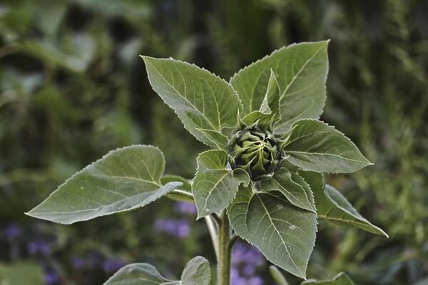 Budding sunflower -Helianthus annuus-