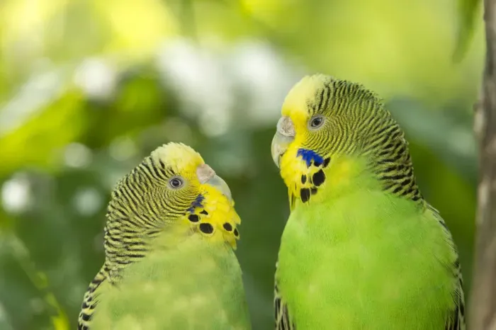 Framed Print : Two budgerigars -Melopsittacus undulatus-, captive, Germany Framed Print : Two budgerigars -Melopsittacus undulatus-, captive, Germany