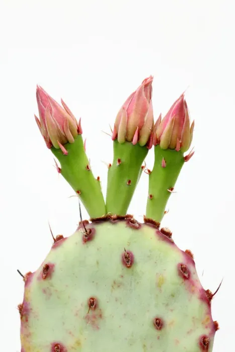 Framed Print : Buds on opuntia cactus Framed Print : Buds on opuntia cactus