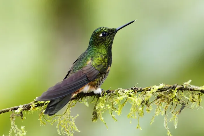 Framed Print : Buff-tailed Coronet (Boissonneaua flavescens) Framed Print : Buff-tailed Coronet (Boissonneaua flavescens)