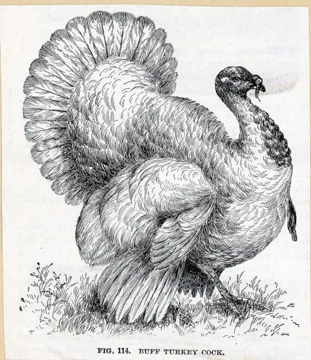 Framed Print : Buff Turkey Cock Framed Print : Buff Turkey Cock