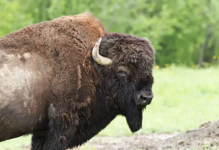 Framed Print : Buffalo