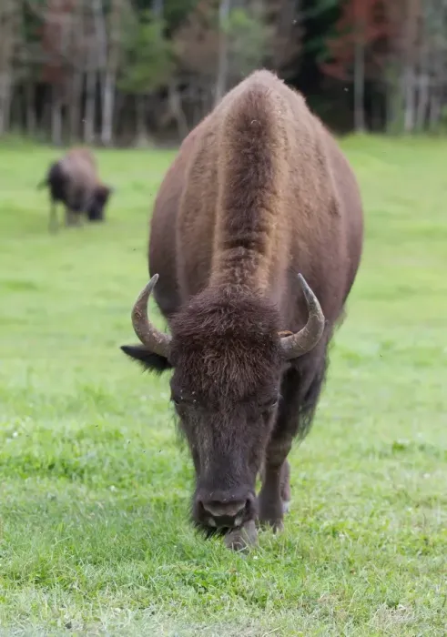 Framed Print : Buffalo Framed Print : Buffalo