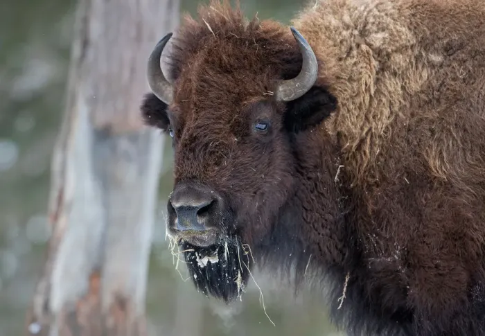 Framed Print : Buffalo Framed Print : Buffalo