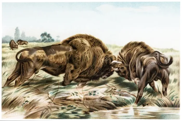 Framed Print : Buffalo. Illustration of a Buffalo fighting Framed Print : Buffalo. Illustration of a Buffalo fighting