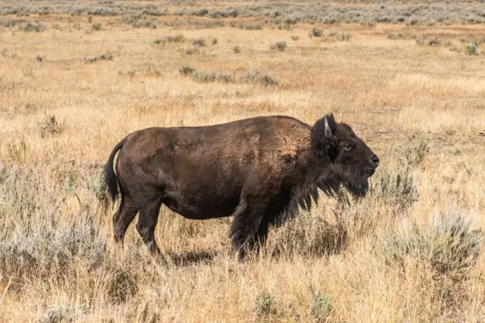 Framed Print : Buffalo - American Bison Yellowstone - Grand Teton National Park Framed Print : Buffalo - American Bison Yellowstone - Grand Teton National Park