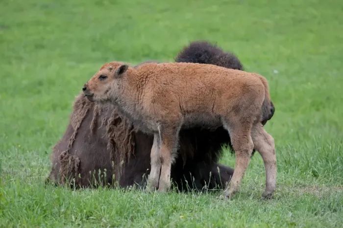 Framed Print : Buffalo and calf Framed Print : Buffalo and calf