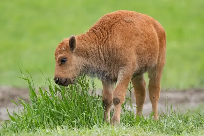Framed Print : Buffalo calf Framed Print : Buffalo calf