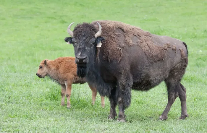 Framed Print : Buffalo and calf