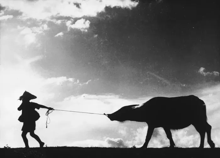 Framed Print : Buffalo Drag