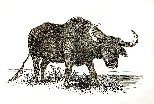 Buffalo engraving 1851