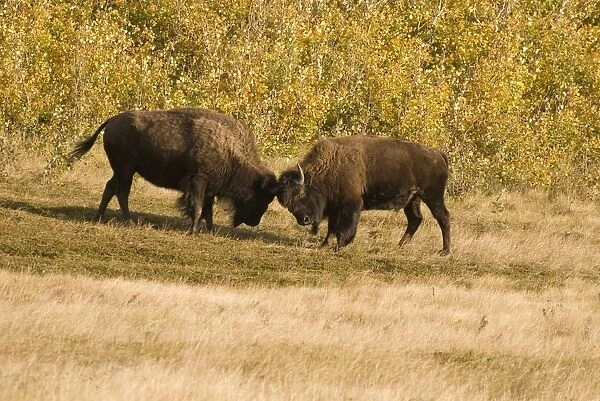 Buffalo fighting