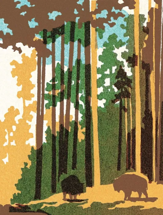 Framed Print : Buffalo in the forest
