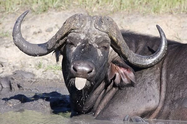 Buffalo (Syncerus caffer) Sticking Tongue Out