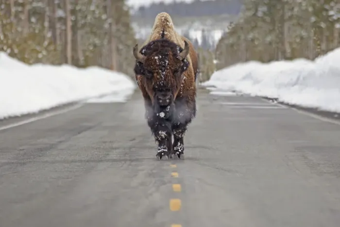 Framed Print : Buffalo walking down the middle of the road in yellowstone national park Framed Print : Buffalo walking down the middle of the road in yellowstone national park