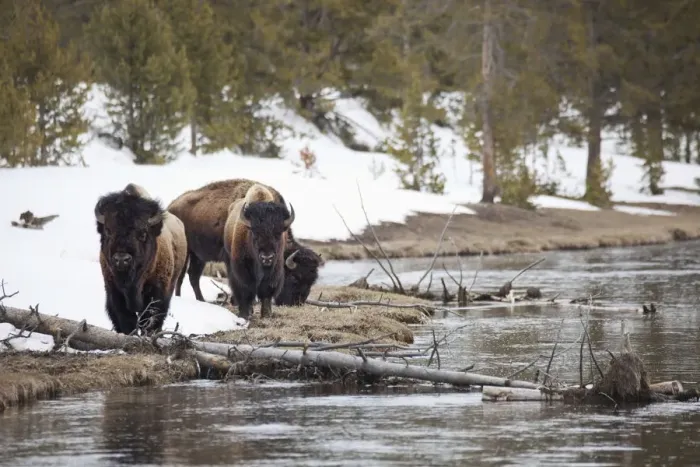 Framed Print : Buffalo walking along the rivers edge in yellowstone national park Framed Print : Buffalo walking along the rivers edge in yellowstone national park