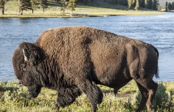 Framed Print : Buffalo walking by the Yellowstone River Framed Print : Buffalo walking by the Yellowstone River