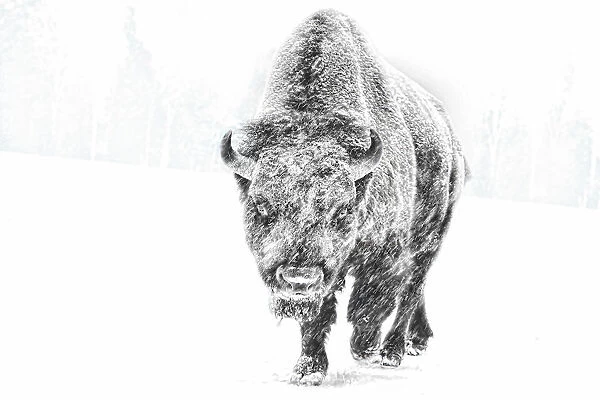 Buffalo in winter