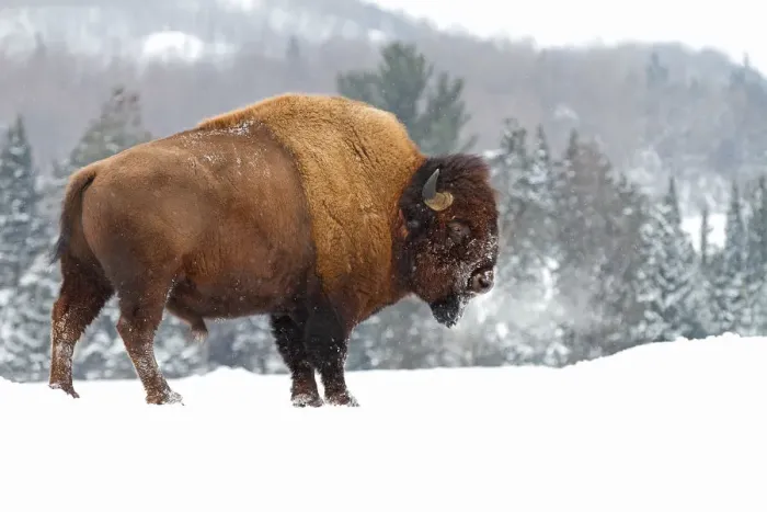 Framed Print : Buffalo in Winter