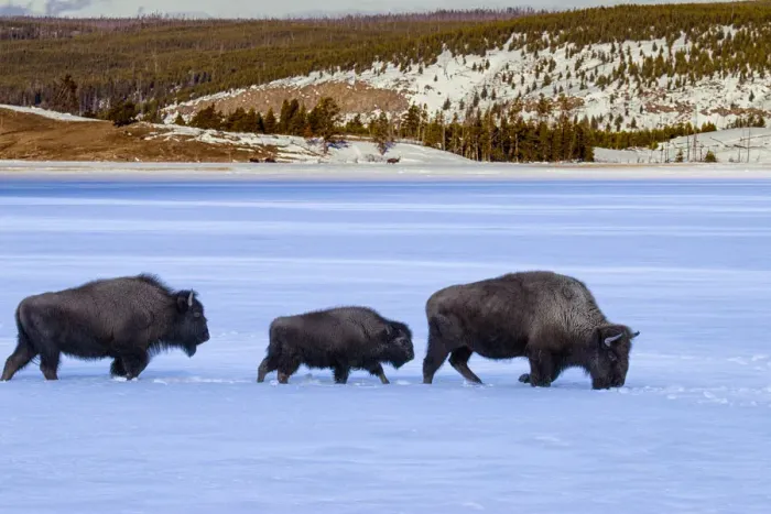 Framed Print : Buffalos (Bison bison) in snow, Yellowstone National Park, Wyoming, USA Framed Print : Buffalos (Bison bison) in snow, Yellowstone National Park, Wyoming, USA