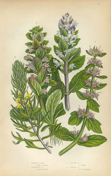 Bugleweed, Ajuga, Ground Pine, Carpet Bugle, Victorian Botanical Illustration