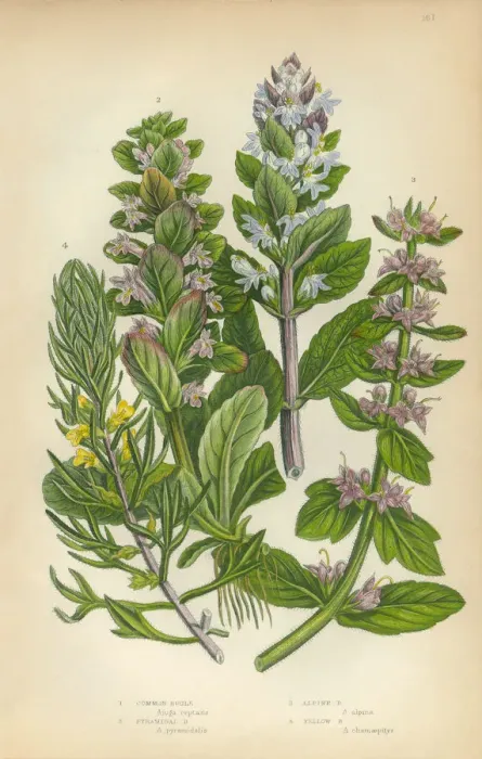 Framed Print : Bugleweed, Ajuga, Ground Pine, Carpet Bugle, Victorian Botanical Illustration Framed Print : Bugleweed, Ajuga, Ground Pine, Carpet Bugle, Victorian Botanical Illustration