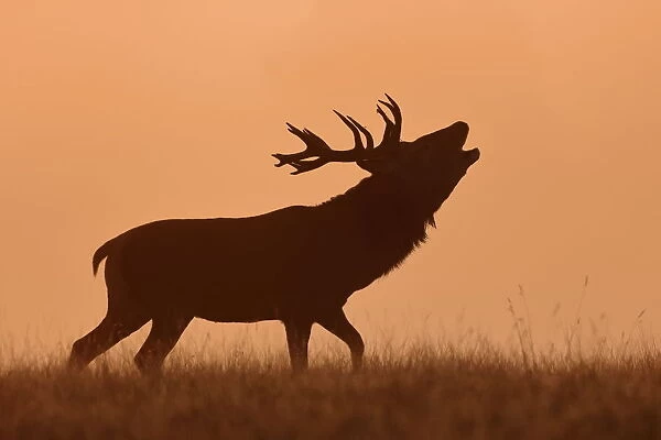Bugling Stag. Red deer stag bugles during the rut at dawn on a misty morning