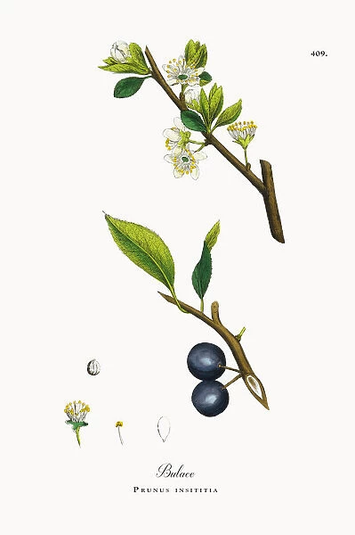 Bulace, Prunus insititia, Victorian Botanical Illustration, 1863