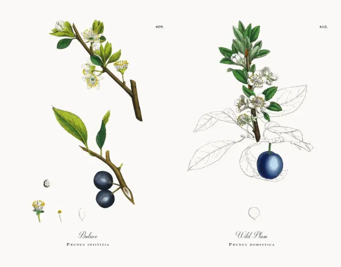 Framed Print : Bulace, Prunus insititia, Victorian Botanical Illustration, 1863 Framed Print : Bulace, Prunus insititia, Victorian Botanical Illustration, 1863