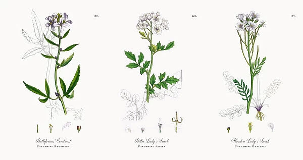 Bulbiferious Coralwort, Cardamine Bulbifera, Victorian Botanical Illustration, 1863