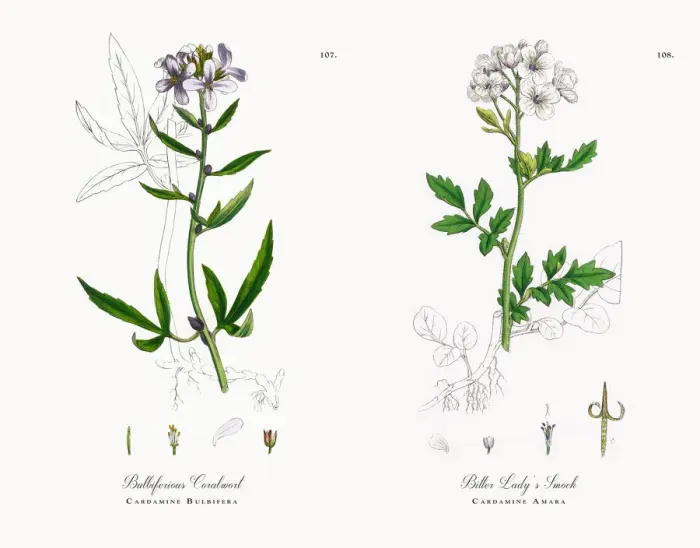 Framed Print : Bulbiferious Coralwort, Cardamine Bulbifera, Victorian Botanical Illustration, 1863 Framed Print : Bulbiferious Coralwort, Cardamine Bulbifera, Victorian Botanical Illustration, 1863