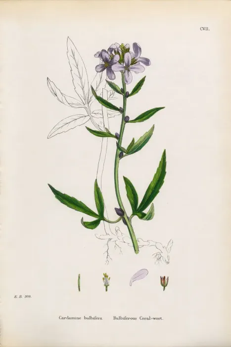 Framed Print : Bulbiferious Coralwort, Cardamine Bulbifera, Victorian Botanical Illustration, 1863 Framed Print : Bulbiferious Coralwort, Cardamine Bulbifera, Victorian Botanical Illustration, 1863